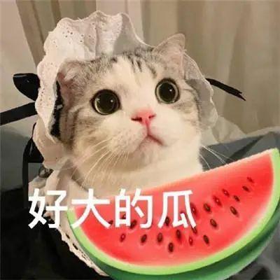 带你去吃瓜瓜哥视频 网红大瓜等你来开 近期吃瓜视频,网红大瓜，带你一网打尽