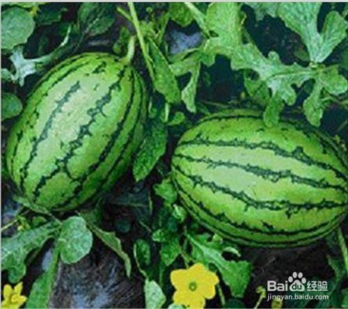 吃瓜网官网免费观看,热门剧集一网打尽！